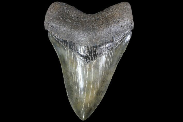 Serrated, Fossil Megalodon Tooth - Collector Quality #86679